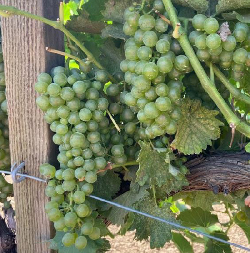 Treated with Evoca™ mixed with an adjuvant and rotated with a sprayable sulfur